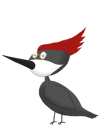 Woodpecker